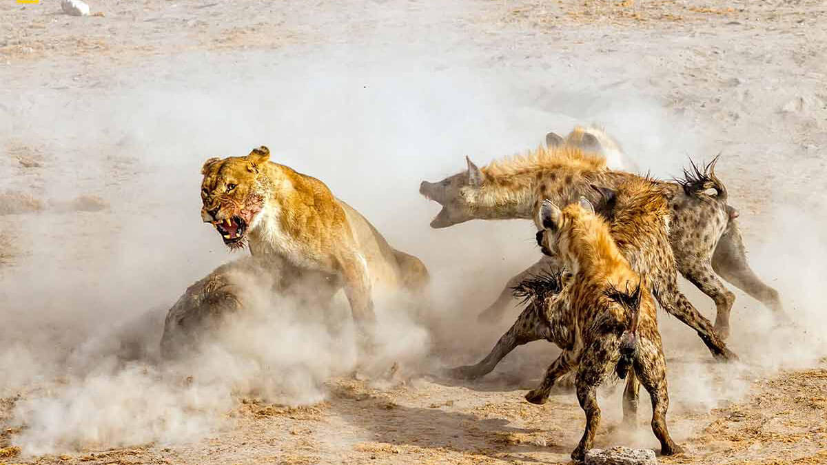 wildlife in kenya