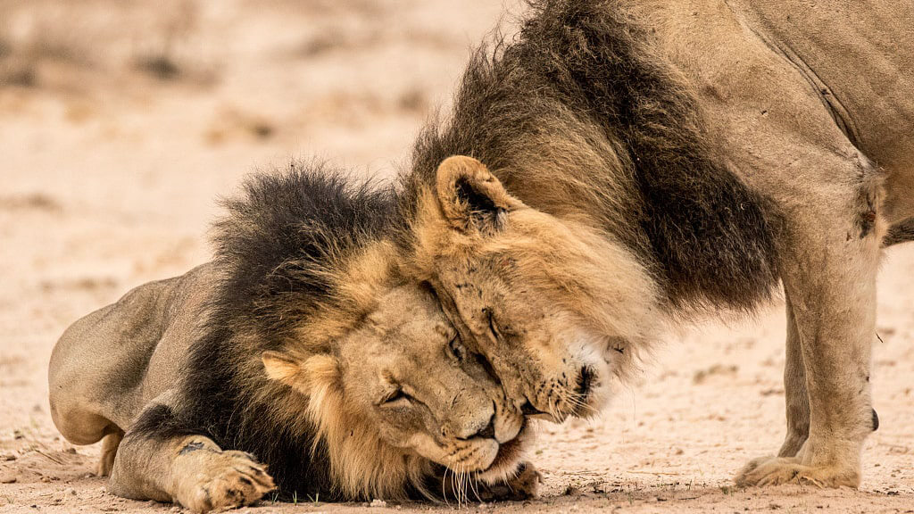 wildlife in kenya