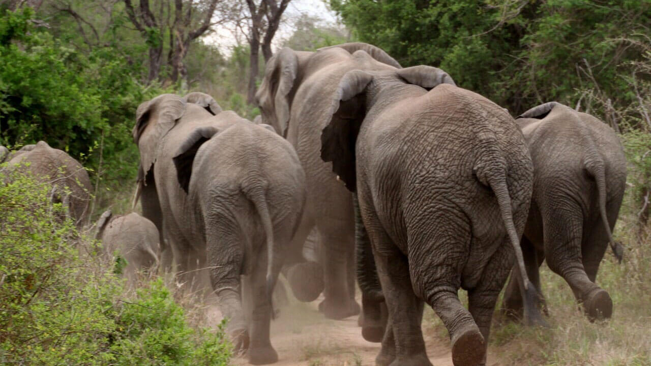 wildlife in kenya