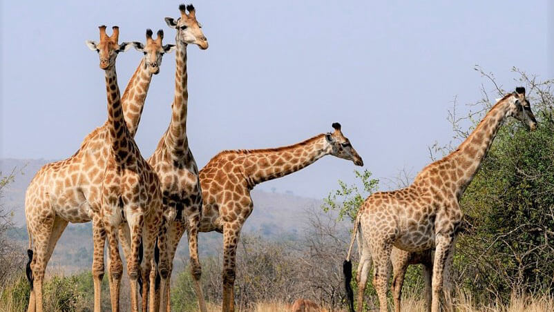 wildlife in kenya