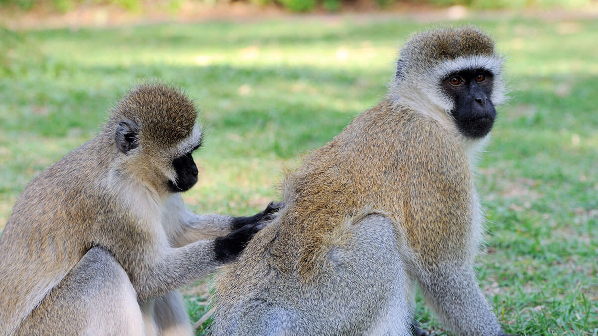 wildlife in kenya