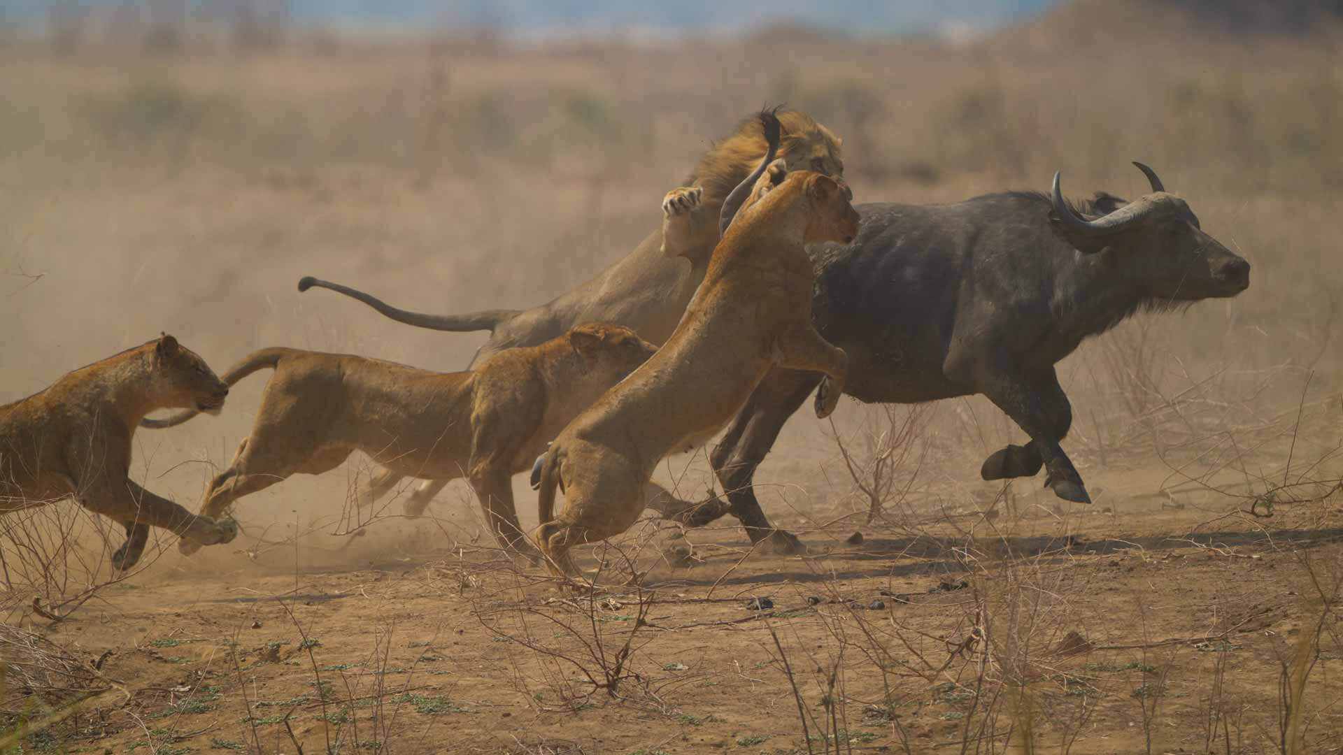 wildlife in kenya