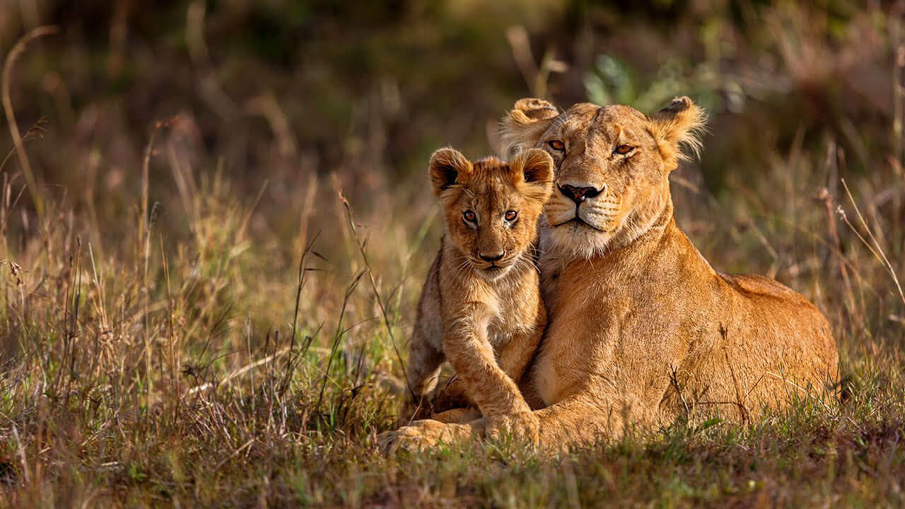 wildlife in kenya