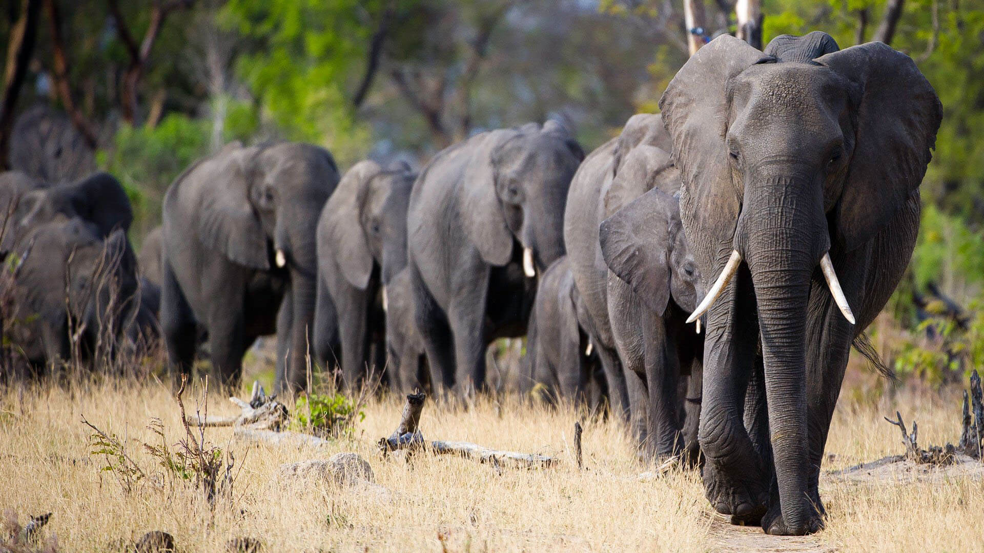 wildlife in kenya