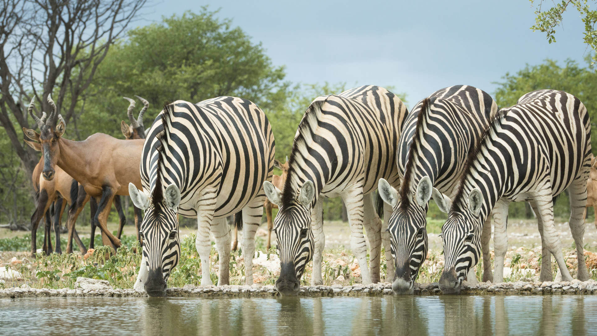 wildlife in kenya