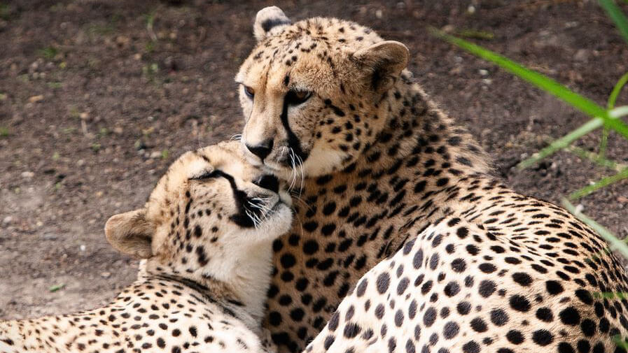 wildlife in kenya