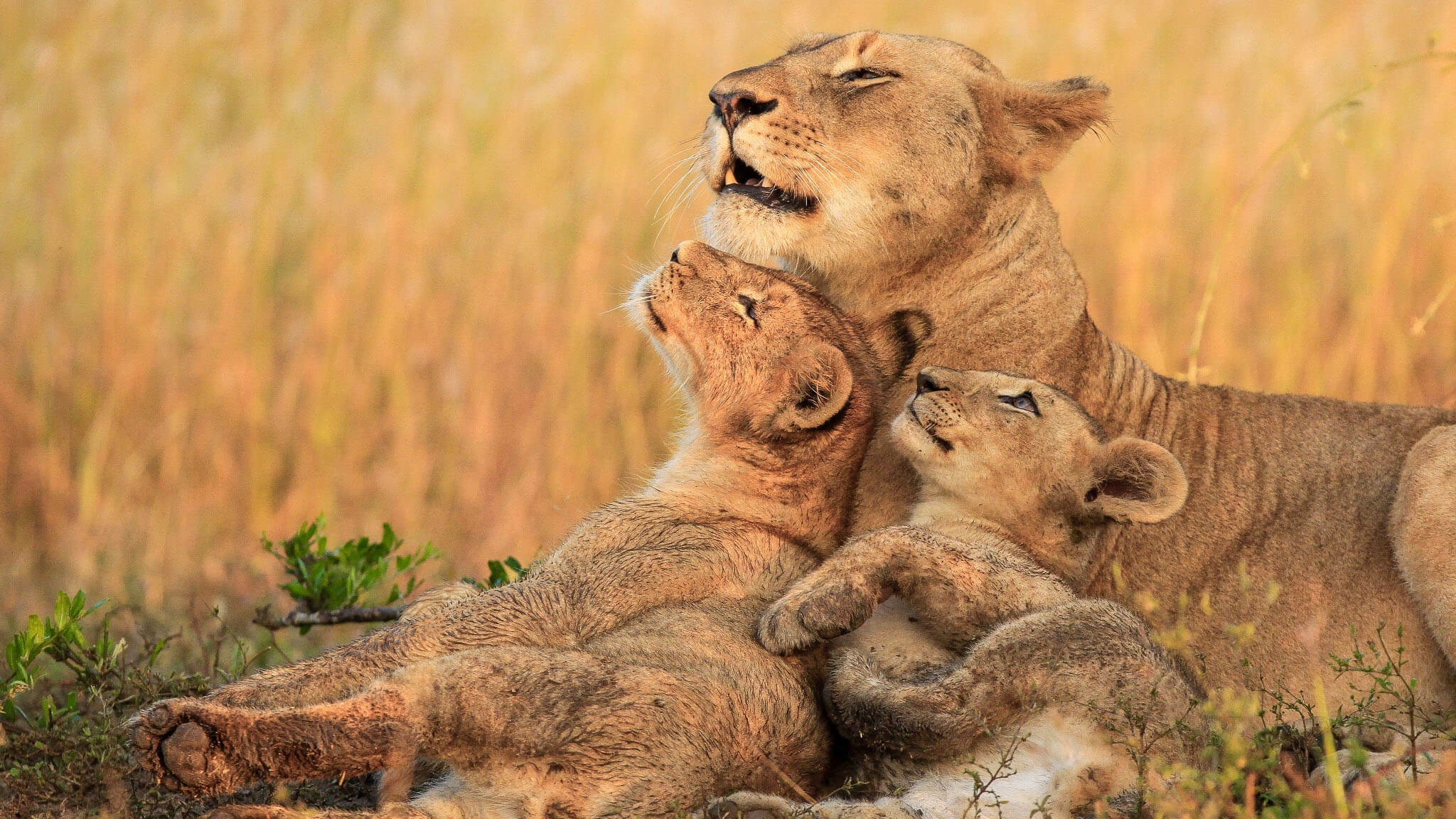 wildlife in kenya