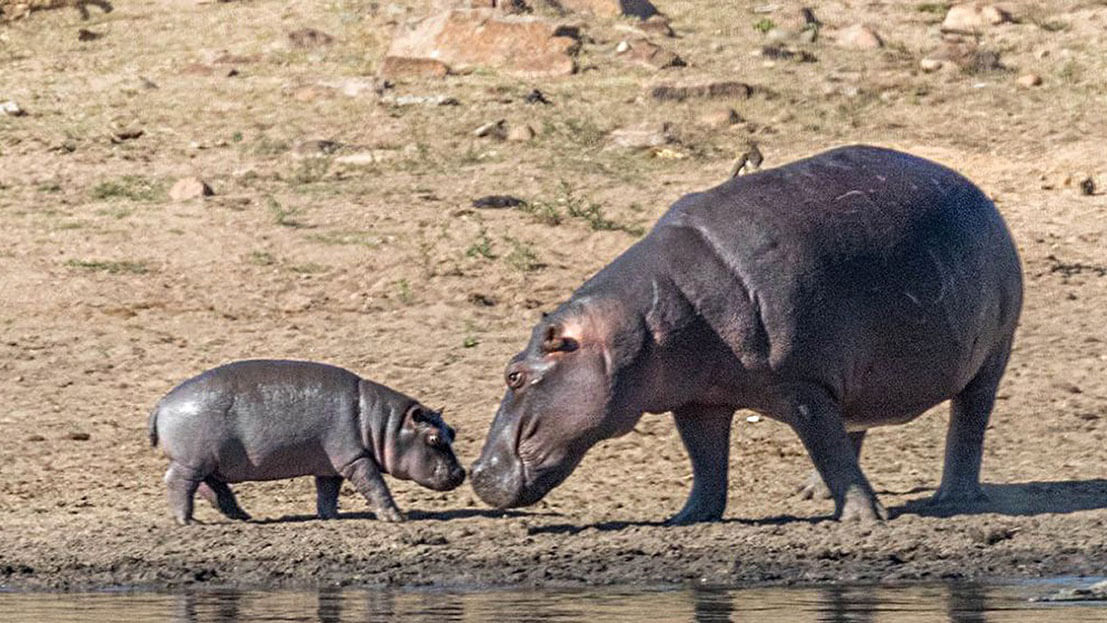 wildlife in kenya