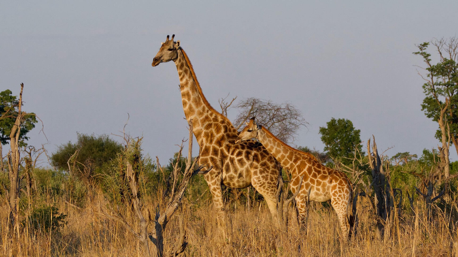 wildlife in kenya