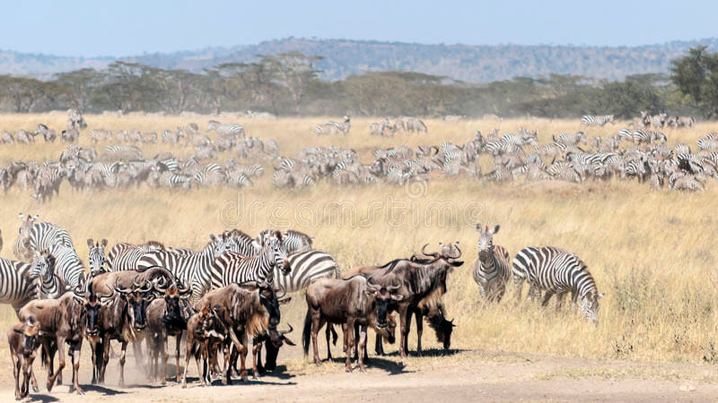 wildlife in kenya