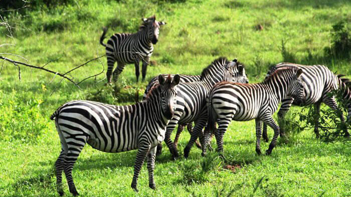 wildlife in kenya