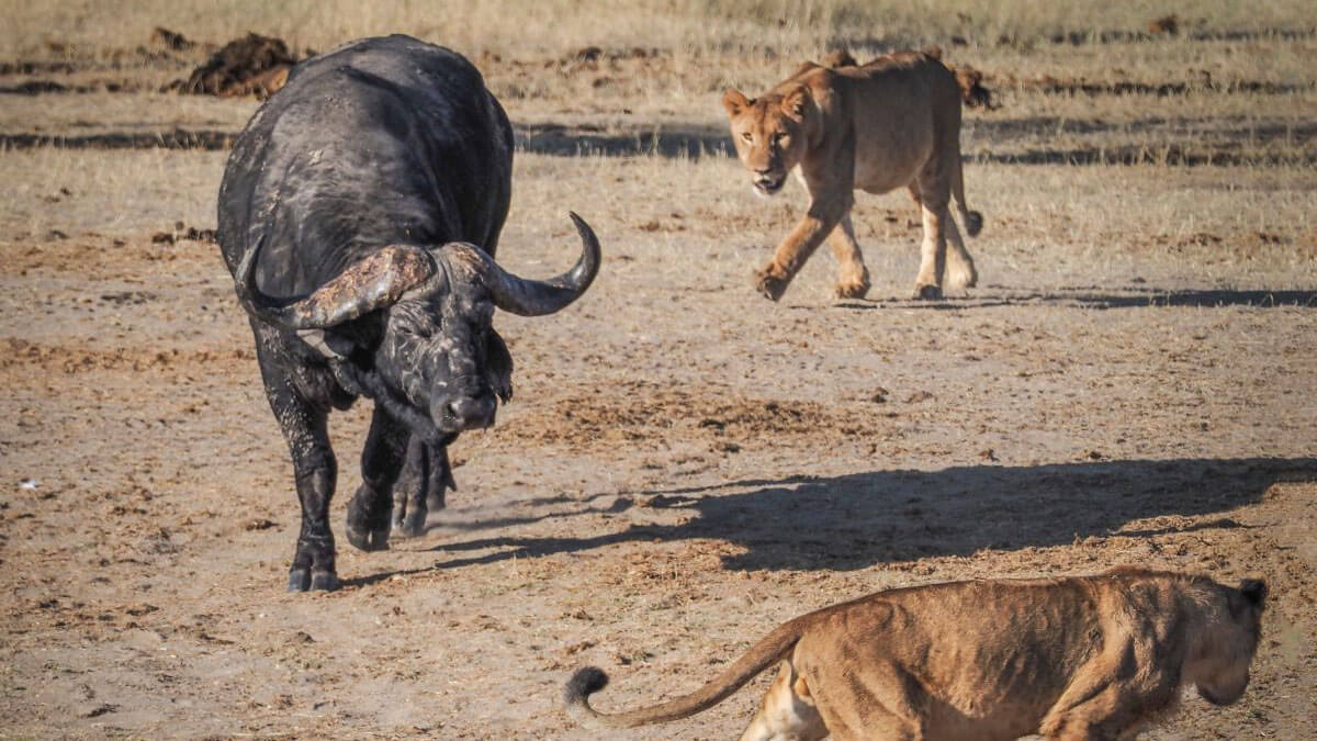 wildlife in kenya