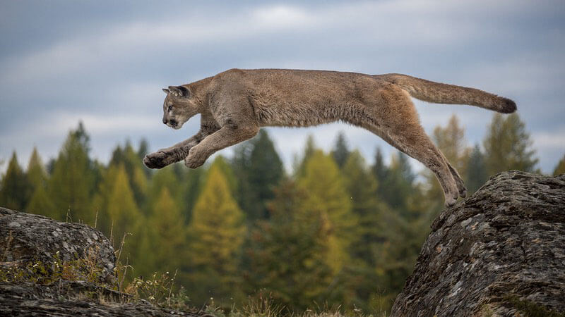 wildlife in kenya