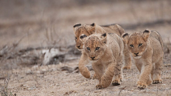 wildlife in kenya