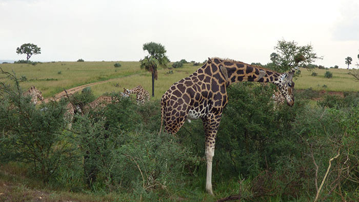 wildlife in kenya