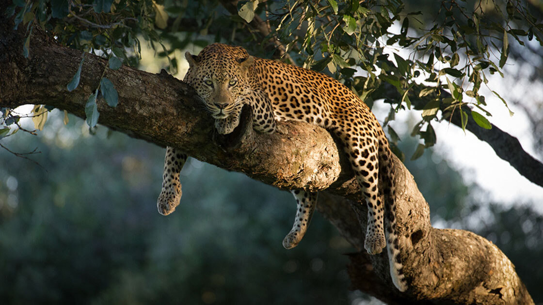 wildlife in kenya