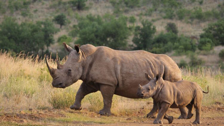 wildlife in kenya