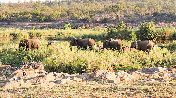 wildlife in kenya