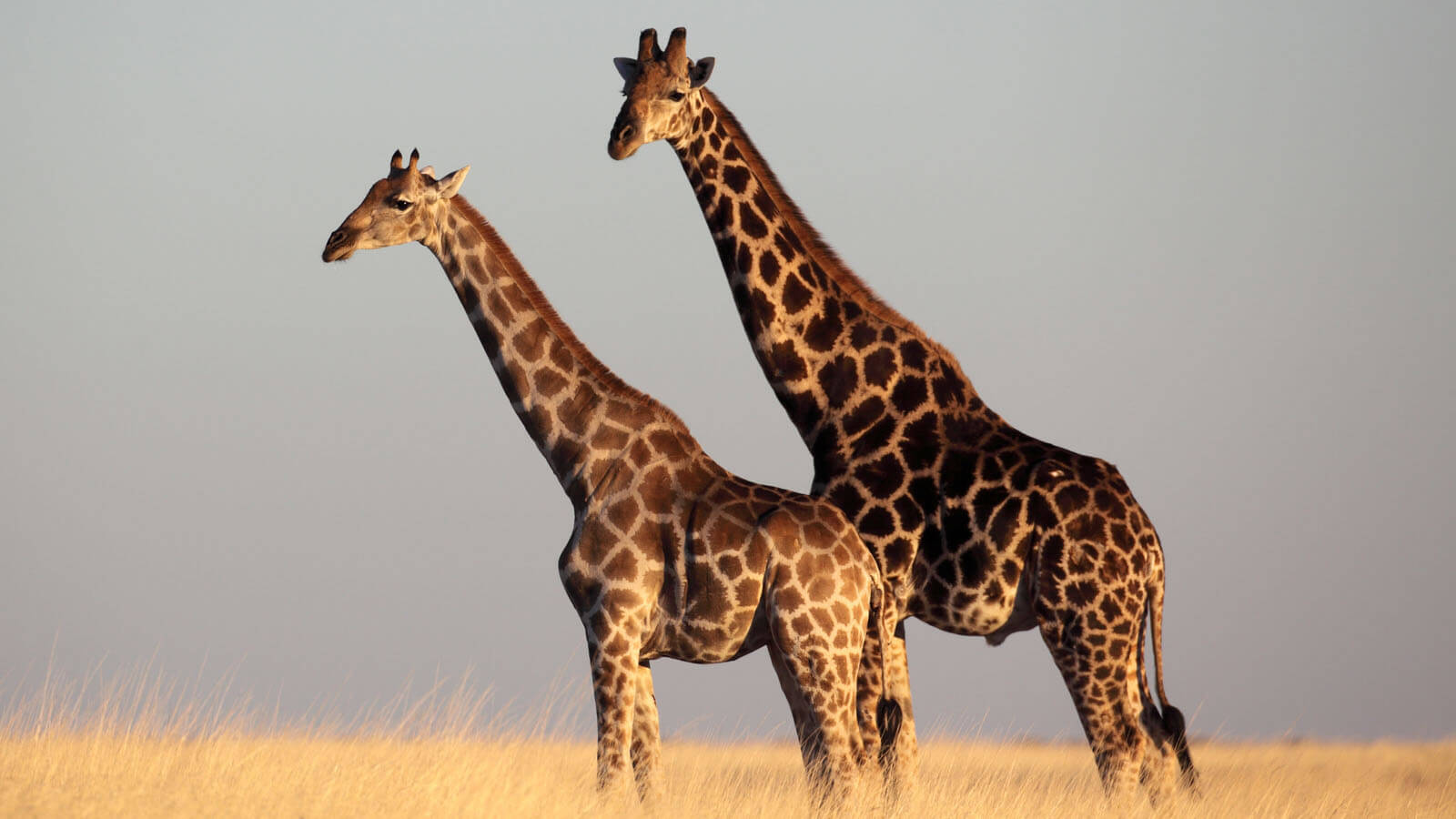 wildlife in kenya