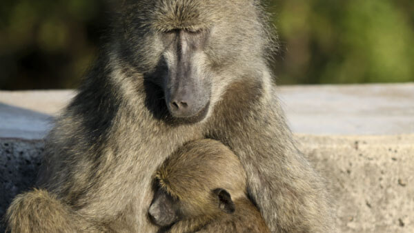 wildlife in kenya