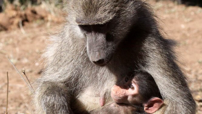 wildlife in kenya