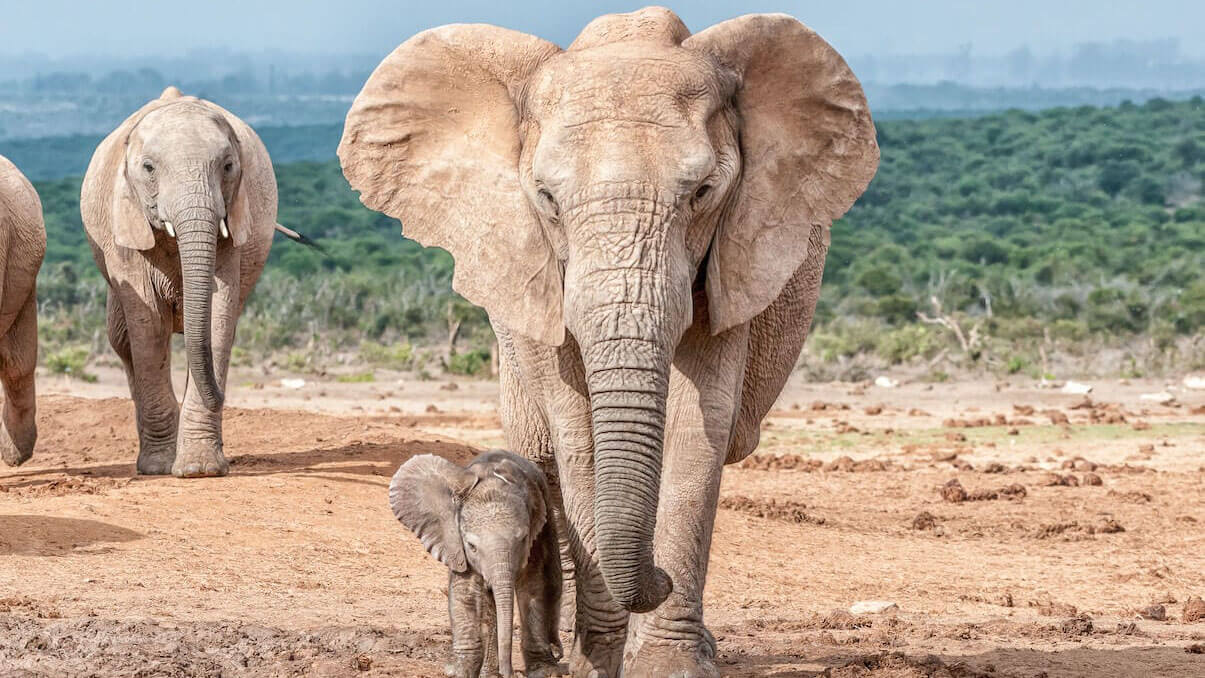 wildlife in kenya