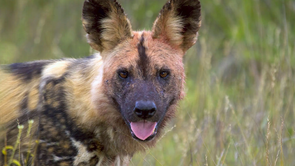 wildlife in kenya