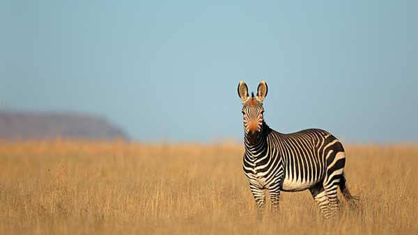 wildlife in kenya