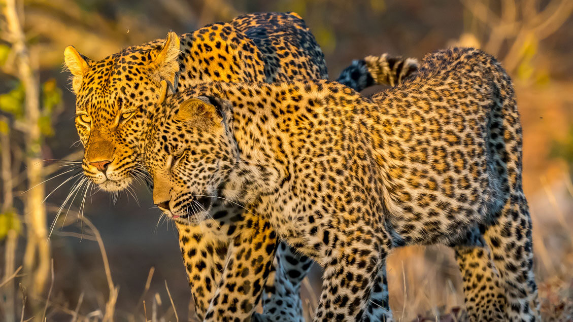 wildlife in kenya