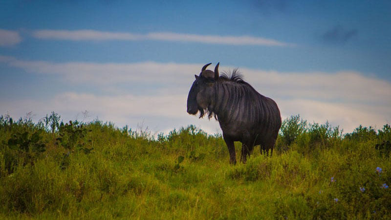 wildlife in kenya