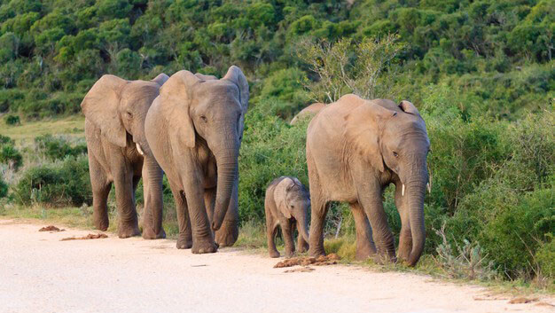 wildlife in kenya