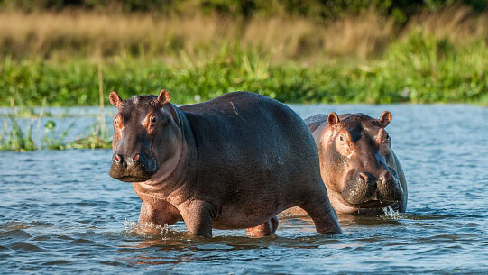 wildlife in kenya