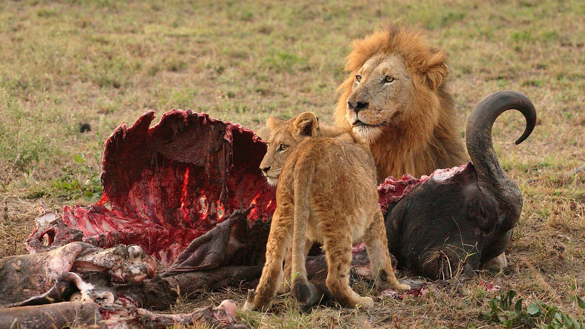 wildlife in kenya