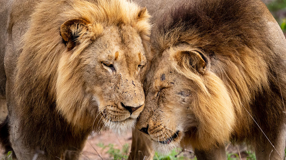 wildlife in kenya