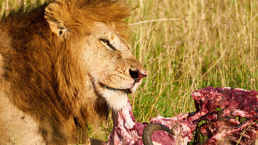 wildlife in kenya