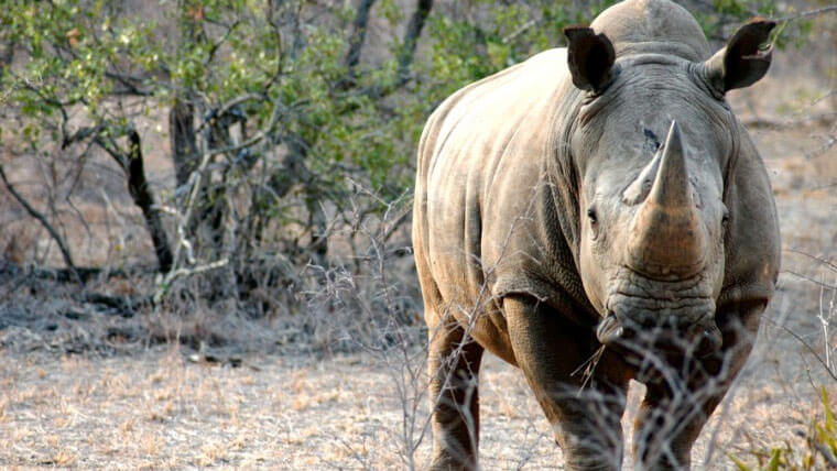 wildlife in kenya