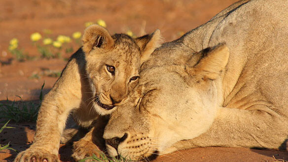 wildlife in kenya