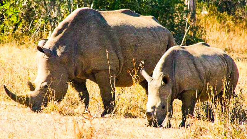 wildlife in kenya