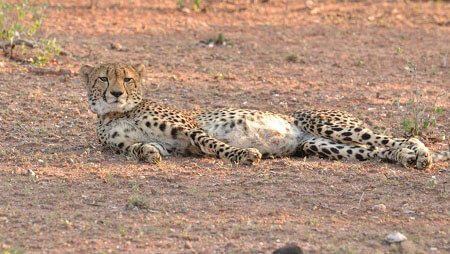 wildlife in kenya