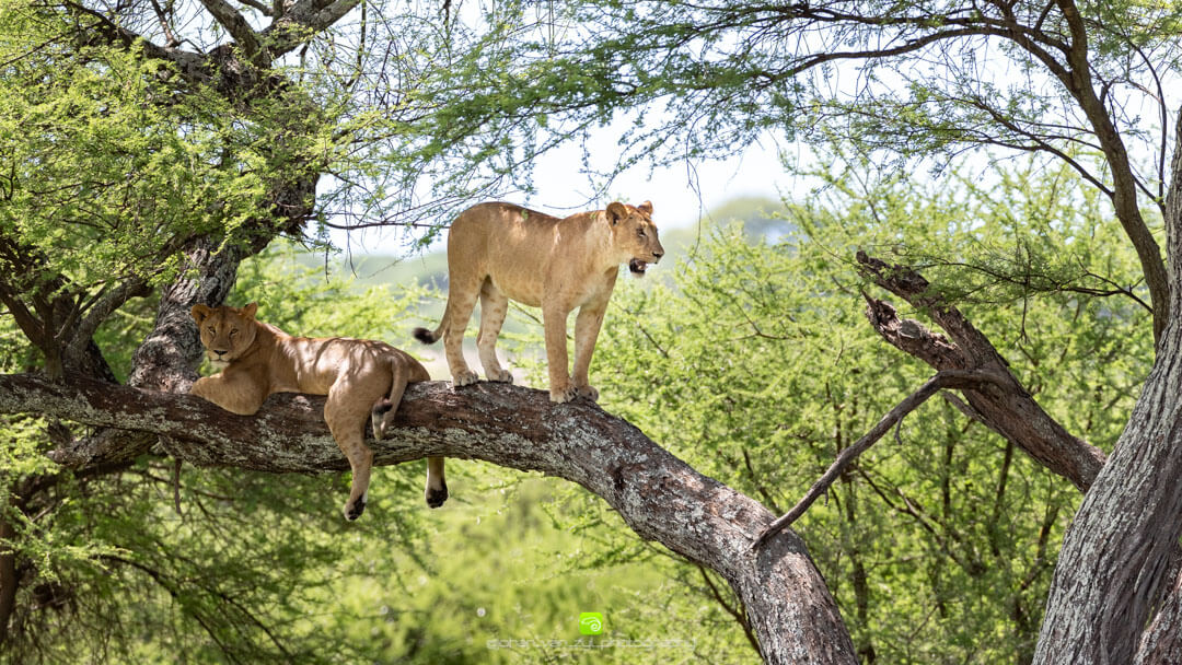 wildlife in kenya