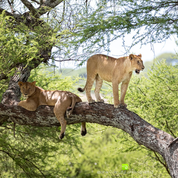 tanzania safari