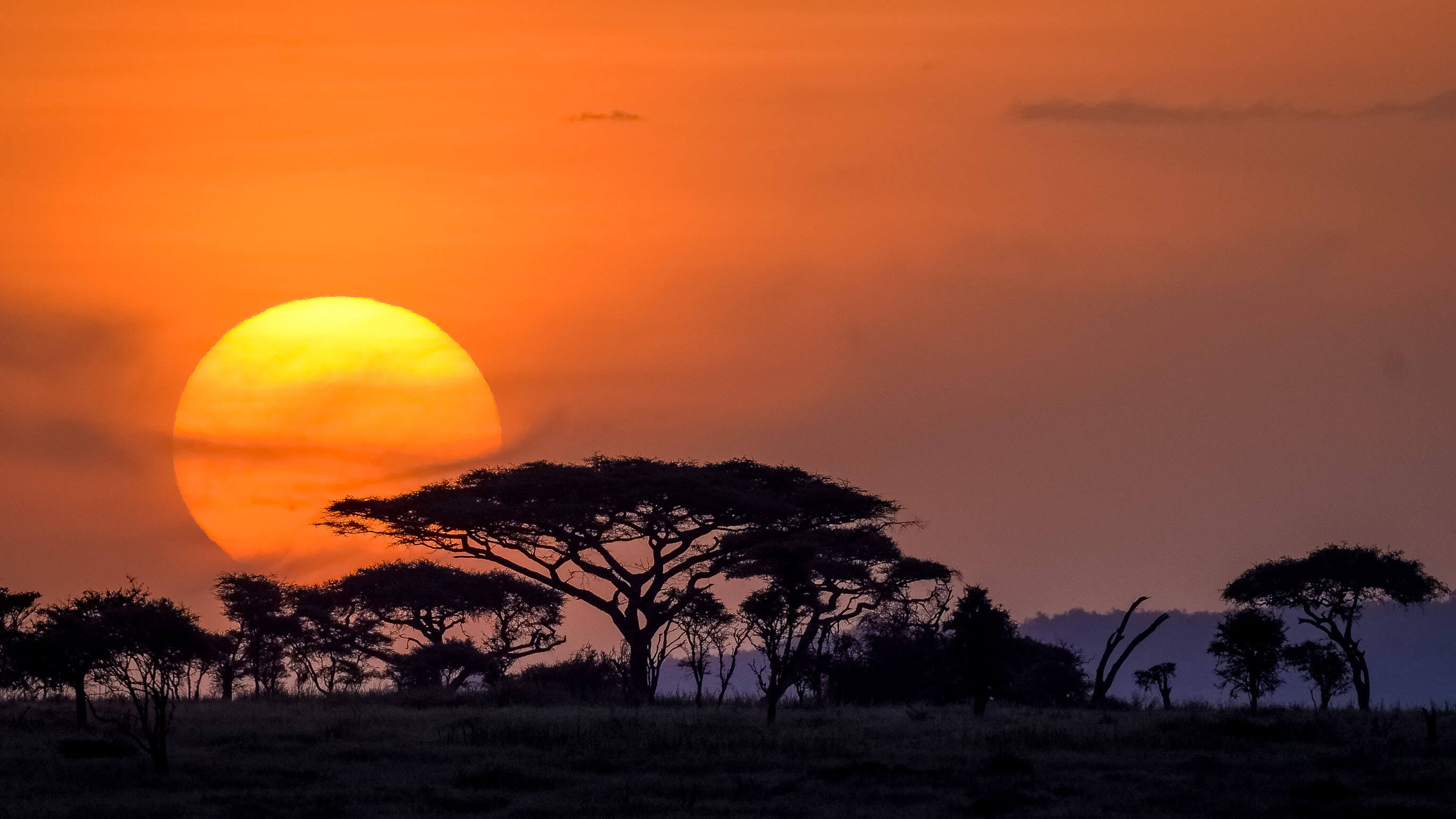 wildlife in kenya