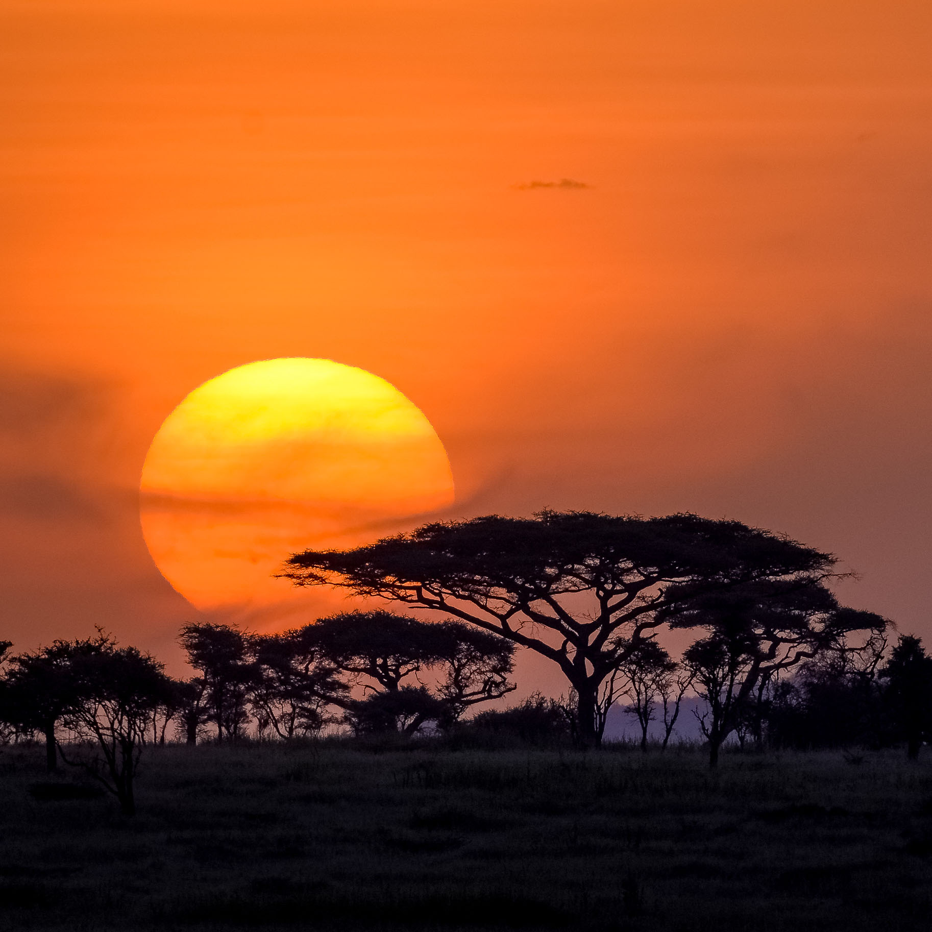 tanzania safari