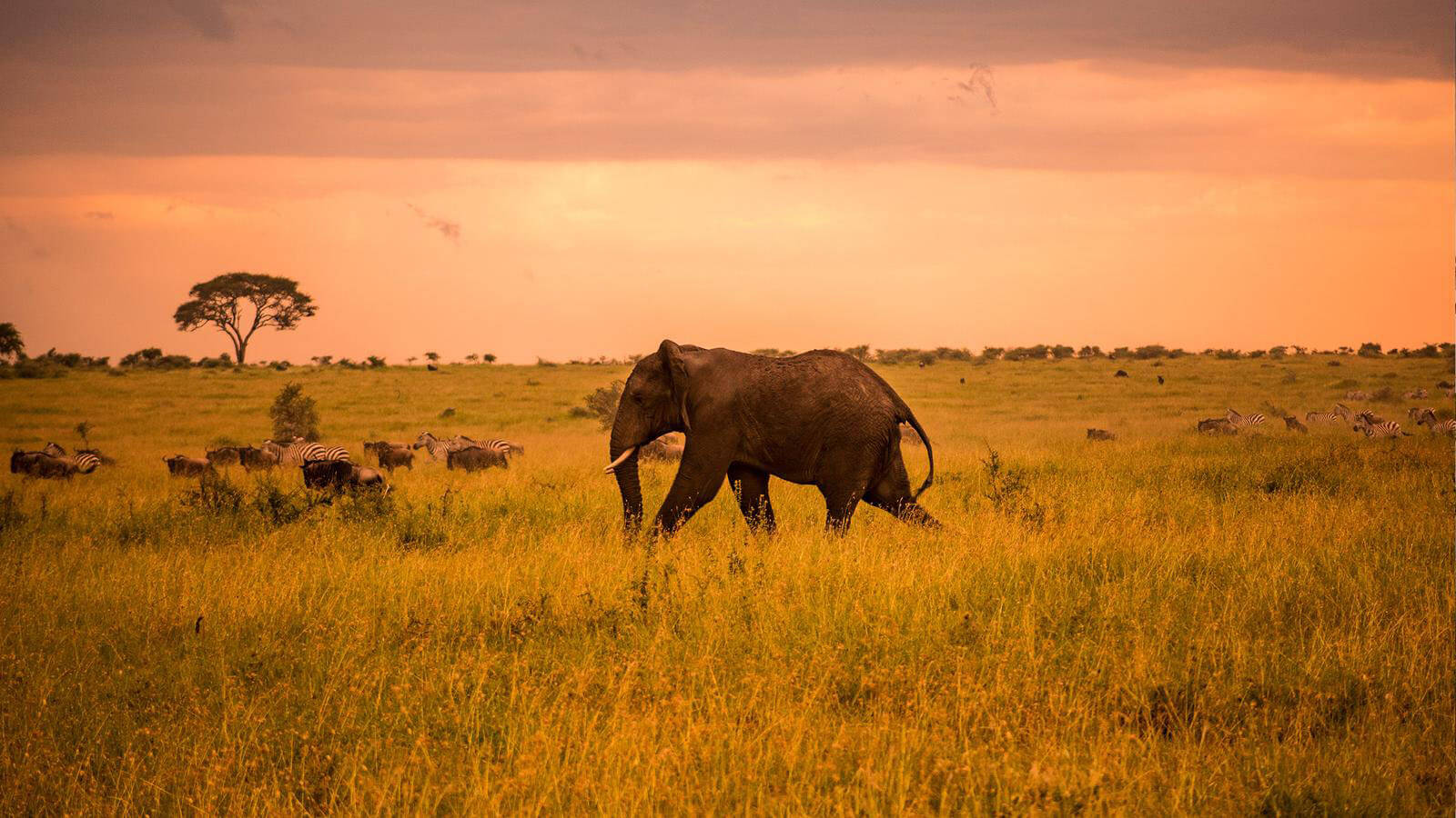 wildlife in kenya