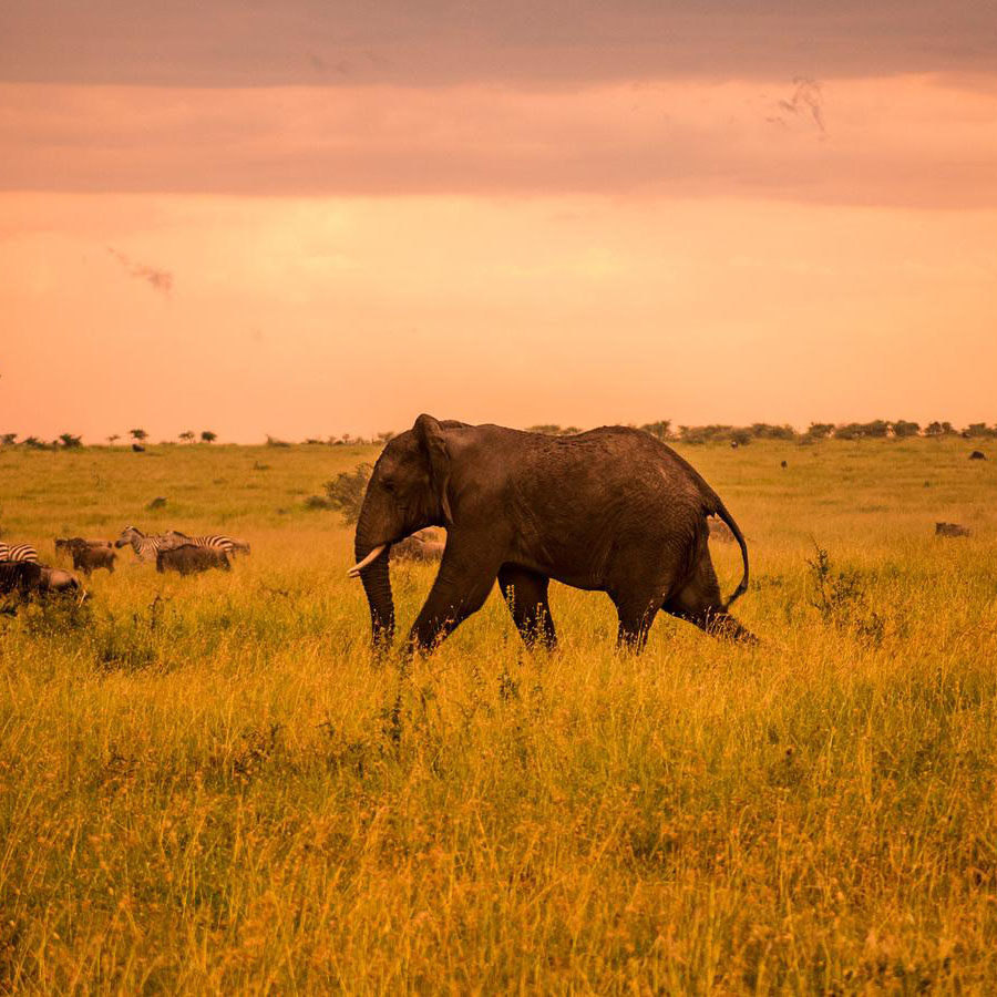 tanzania safari