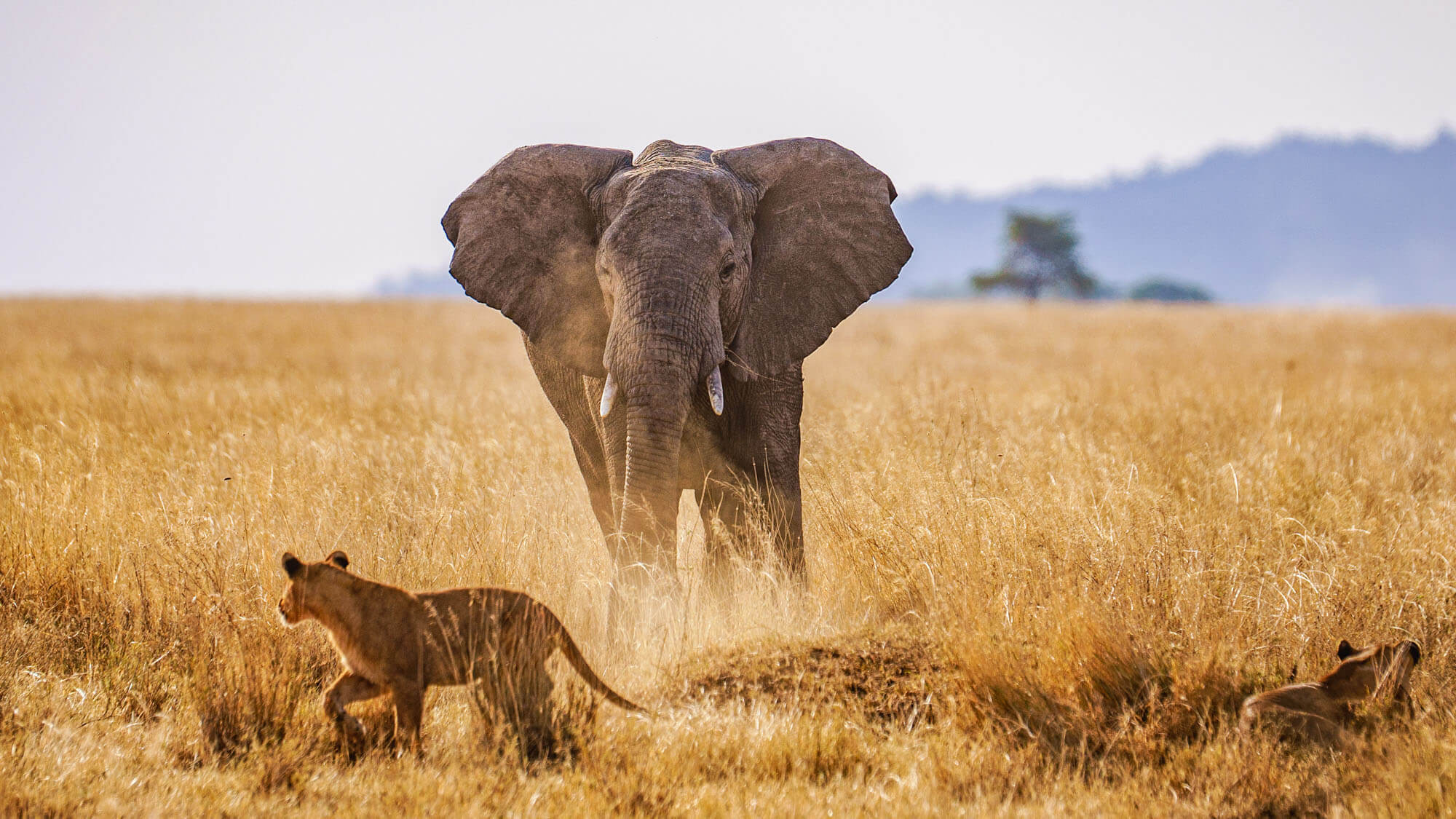 wildlife in kenya