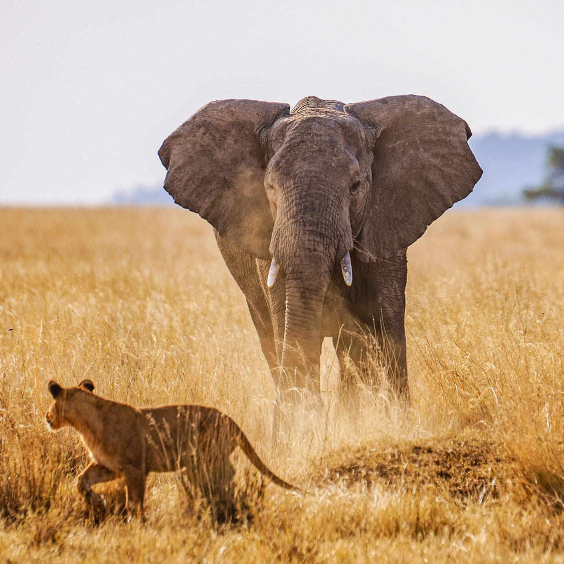 tanzania safari