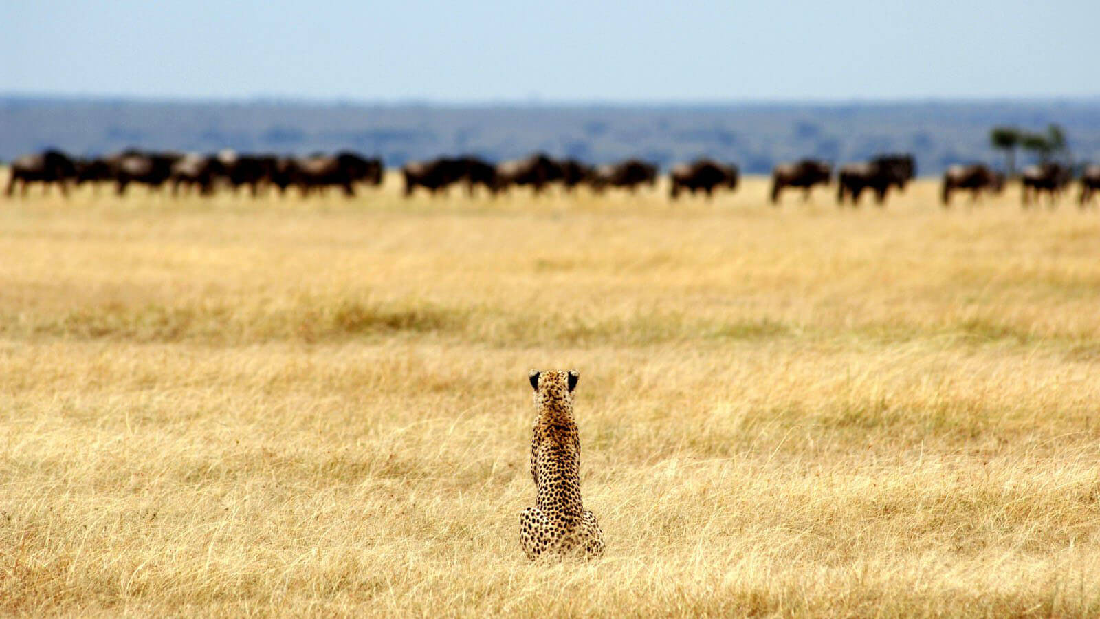 wildlife in kenya