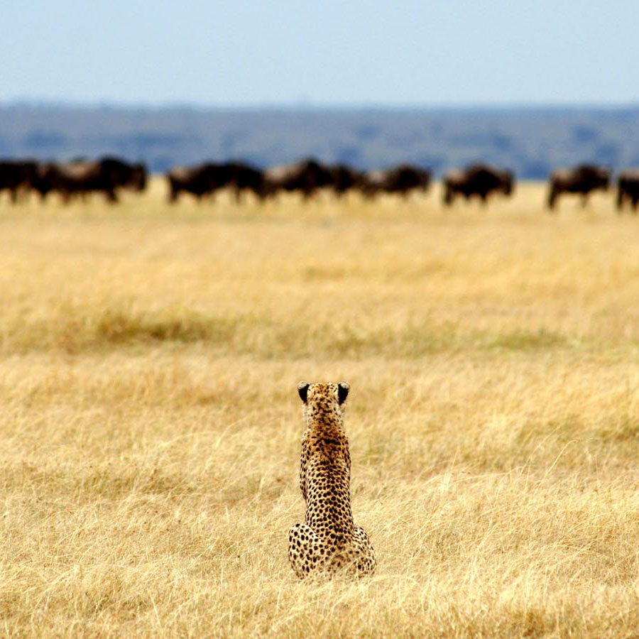 tanzania safari