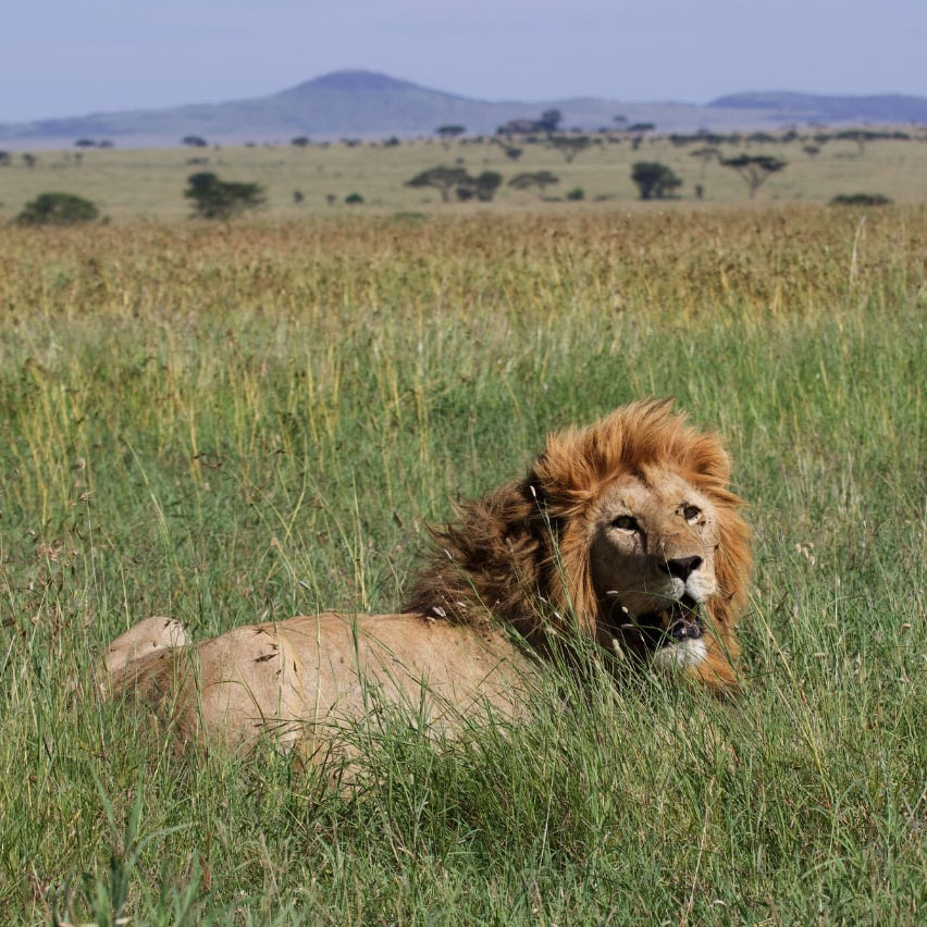 tanzania safari